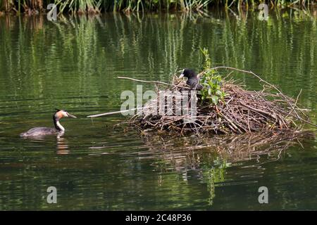 Grand grebe à crête (Podiceps cristatus), qui est en tête de la cotée eurasienne (Fulica atra) protégeant son nid Banque D'Images