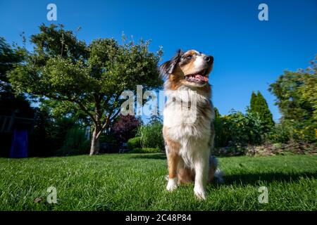 un berger australien en grand angle, assis sur le ciel vert et bleu Banque D'Images