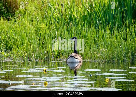 Oie du Canada avec des poussins nouvellement éclos derrière l'herbe Banque D'Images