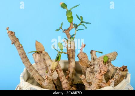 La vie d'un arbre sec de Crassula arborescens avec fond bleu Banque D'Images