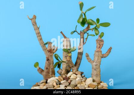 La vie d'un arbre sec de Crassula arborescens avec fond bleu Banque D'Images