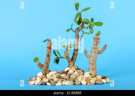 La vie d'un arbre sec de Crassula arborescens avec fond bleu Banque D'Images