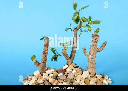 La vie d'un arbre sec de Crassula arborescens avec fond bleu Banque D'Images