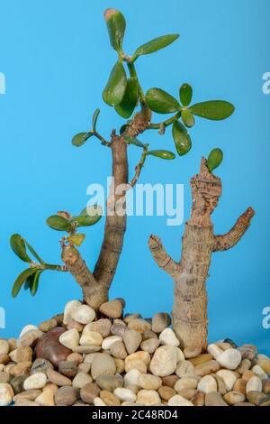 La vie d'un arbre sec de Crassula arborescens avec fond bleu Banque D'Images