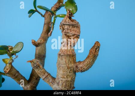 La vie d'un arbre sec de Crassula arborescens avec fond bleu Banque D'Images