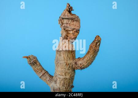 La vie d'un arbre sec de Crassula arborescens avec fond bleu Banque D'Images