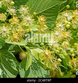 Tilleul fleuri en gros plan Banque D'Images