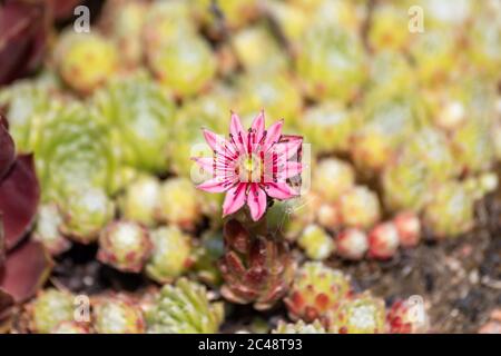 Fleur rose de Sempervivum arachnoideum communément connu sous le nom de maison-poireau de toile d'araignée Banque D'Images