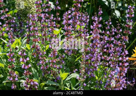 Fleurs pumplistes de Salvia officinalis également connues sous le nom de sauge, sauge commune, sauge de jardin, sauge dorée, sauge de cuisine, véritable sauge ou sauge culinaire Banque D'Images