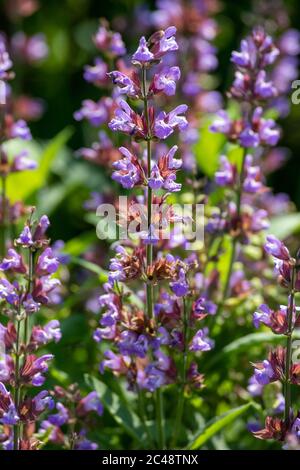 Fleurs pumplistes de Salvia officinalis aussi appelé sauge, sauge commune, sauge de jardin, sauge dorée, sauge de cuisine, vrai sauge, sauge culinaire, sauge dalmate Banque D'Images