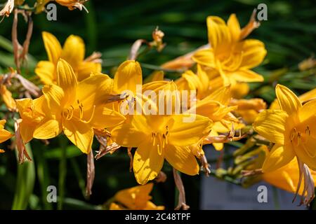 Fleurs jaunes d'Hemerocallis midendorffii Orangegul ou d'Amour daylily Banque D'Images