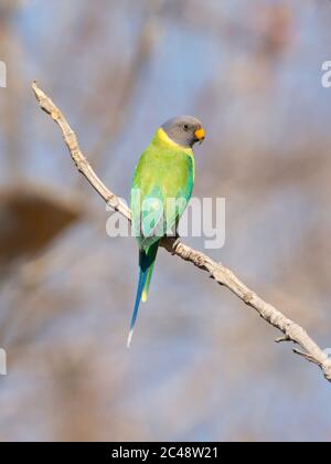 Femelle à tête de prune Parakeet (Psittacula cyanocephala) à Gujarat, Inde Banque D'Images