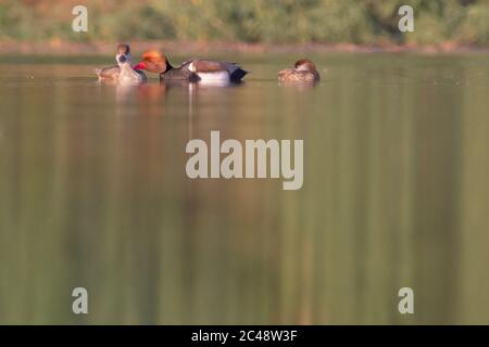 Pochard à crête rouge (Netta rufina) à Gujarat, inde Banque D'Images