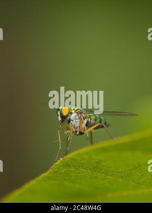 Long-legged Fly Banque D'Images