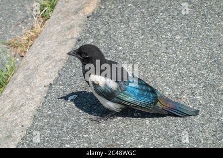 Magpie juvénile sur le sol Banque D'Images