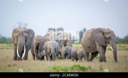 Famille des éléphants avec une femelle éléphant et un bébé entre autres marchant et mangeant de l'herbe dans le parc national d'Amboseli au Kenya Banque D'Images