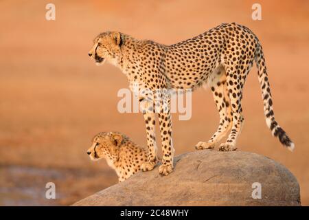 Portrait d'un guépard adulte debout sur un grand rocher avec un fond orange au coucher du soleil à Kruger Park en Afrique du Sud Banque D'Images