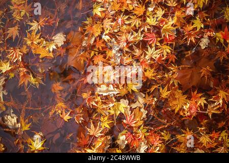 Étang rempli de feuilles d'érable tombées dans Bushy Park à Londres Banque D'Images