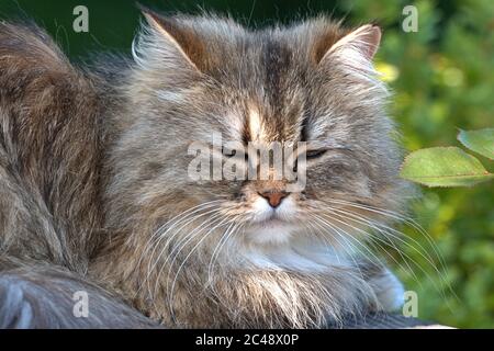 Brodersby, Allemagne. 23 juin 2020. 23.06.2020, Brodersby, Schleswig-Holstein, un chat à poil long (crossbreed persan) peut l'apprécier dans le jardin à la maison par beau temps d'été. Ordre: Prédateurs (Carnivora), subordination: Féline (Feliformia), famille: Chats (Felidae), sous-famille: Petits chats (felinae), genre: Chats réels (Felis), espèce: Chat domestique | usage dans le monde crédit: dpa/Alay Live News Banque D'Images