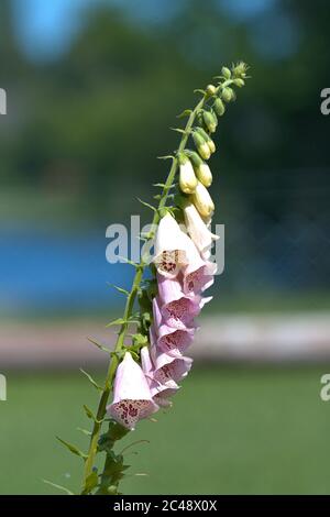 Brodersby, Allemagne. 23 juin 2020. 23.06.2020, Brodersby, Schleswig-Holstein, le renchgant rouge (Digitalis purpurea) fleurit dans un jardin du nord de l'Allemagne. Voici une variante blanc/rose. Asterides, Euasterides I, ordre: Espèces à bec (Lamiales), famille: Plantes plantain (Plantaginaceae), genre: Foxglove (Digitalis), espèce: Red Foxglove | usage dans le monde Credit: dpa/Alay Live News Banque D'Images