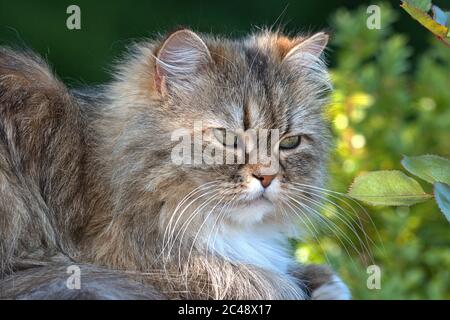 Brodersby, Allemagne. 23 juin 2020. 23.06.2020, Brodersby, Schleswig-Holstein, un chat à poil long (crossbreed persan) peut l'apprécier dans le jardin à la maison par beau temps d'été. Ordre: Prédateurs (Carnivora), subordination: Féline (Feliformia), famille: Chats (Felidae), sous-famille: Petits chats (felinae), genre: Chats réels (Felis), espèce: Chat domestique | usage dans le monde crédit: dpa/Alay Live News Banque D'Images