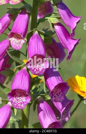 Brodersby, Allemagne. 23 juin 2020. 23.06.2020, Brodersby, Schleswig-Holstein, le renchgant rouge (Digitalis purpurea) fleurit dans un jardin du nord de l'Allemagne. Asterides, Euasterides I, ordre: Espèces à bec (Lamiales), famille: Plantes plantain (Plantaginaceae), genre: Foxglove (Digitalis), espèce: Red Foxglove | usage dans le monde Credit: dpa/Alay Live News Banque D'Images