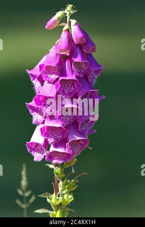 Brodersby, Allemagne. 23 juin 2020. 23.06.2020, Brodersby, Schleswig-Holstein, le renchgant rouge (Digitalis purpurea) fleurit dans un jardin du nord de l'Allemagne. Asterides, Euasterides I, ordre: Espèces à bec (Lamiales), famille: Plantes plantain (Plantaginaceae), genre: Foxglove (Digitalis), espèce: Red Foxglove | usage dans le monde Credit: dpa/Alay Live News Banque D'Images