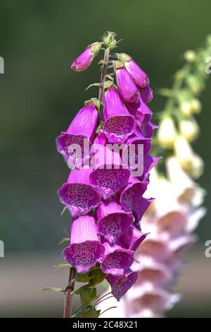 Brodersby, Allemagne. 23 juin 2020. 23.06.2020, Brodersby, Schleswig-Holstein, le renchgant rouge (Digitalis purpurea) fleurit dans un jardin du nord de l'Allemagne. Asterides, Euasterides I, ordre: Espèces à bec (Lamiales), famille: Plantes plantain (Plantaginaceae), genre: Foxglove (Digitalis), espèce: Red Foxglove | usage dans le monde Credit: dpa/Alay Live News Banque D'Images