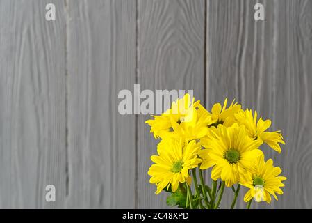 Magnifique chrysanthème jaune frais sur fond de bois gris, gros plan, fleurs de pâquerettes jaunes. Banque D'Images