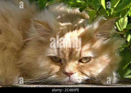 Brodersby, Allemagne. 23 juin 2020. 23.06.2020, Brodersby, Schleswig-Holstein, un chat à poil long (crossbreed persan) peut l'apprécier dans le jardin à la maison par beau temps d'été. Ordre: Prédateurs (Carnivora), subordination: Féline (Feliformia), famille: Chats (Felidae), sous-famille: Petits chats (felinae), genre: Chats réels (Felis), espèce: Chat domestique | usage dans le monde crédit: dpa/Alay Live News Banque D'Images