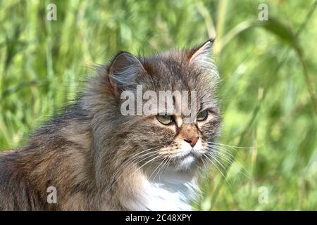 Brodersby, Allemagne. 23 juin 2020. 23.06.2020, Brodersby, Schleswig-Holstein, un chat à poil long (crossbreed persan) peut l'apprécier dans le jardin à la maison par beau temps d'été. Ordre: Prédateurs (Carnivora), subordination: Féline (Feliformia), famille: Chats (Felidae), sous-famille: Petits chats (felinae), genre: Chats réels (Felis), espèce: Chat domestique | usage dans le monde crédit: dpa/Alay Live News Banque D'Images