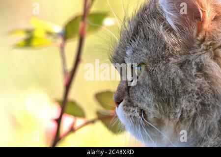 Brodersby, Allemagne. 23 juin 2020. 23.06.2020, Brodersby, Schleswig-Holstein, un chat à poil long (crossbreed persan) peut l'apprécier dans le jardin à la maison par beau temps d'été. Ordre: Prédateurs (Carnivora), subordination: Féline (Feliformia), famille: Chats (Felidae), sous-famille: Petits chats (felinae), genre: Chats réels (Felis), espèce: Chat domestique | usage dans le monde crédit: dpa/Alay Live News Banque D'Images