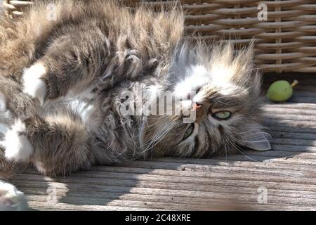 Brodersby, Allemagne. 23 juin 2020. 23.06.2020, Brodersby, Schleswig-Holstein, un chat à poil long (crossbreed persan) peut l'apprécier dans le jardin à la maison par beau temps d'été. Ordre: Prédateurs (Carnivora), subordination: Féline (Feliformia), famille: Chats (Felidae), sous-famille: Petits chats (felinae), genre: Chats réels (Felis), espèce: Chat domestique | usage dans le monde crédit: dpa/Alay Live News Banque D'Images