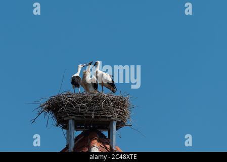 Trois cigognes blanches dans le nid de cigognes sur le toit de la tour avec fond bleu ciel Banque D'Images