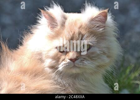 Brodersby, Allemagne. 23 juin 2020. 23.06.2020, Brodersby, Schleswig-Holstein, un chat à poil long (crossbreed persan) peut l'apprécier dans le jardin à la maison par beau temps d'été. Ordre: Prédateurs (Carnivora), subordination: Féline (Feliformia), famille: Chats (Felidae), sous-famille: Petits chats (felinae), genre: Chats réels (Felis), espèce: Chat domestique | usage dans le monde crédit: dpa/Alay Live News Banque D'Images