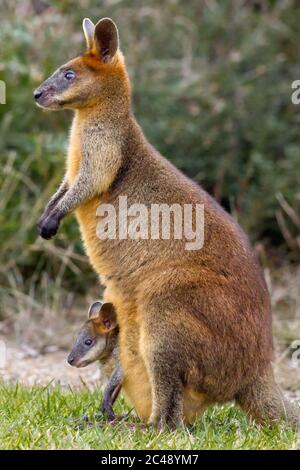 Marais wallaby (Wallabia bicolor) avec un joey dans sa poche. Pottsville, Nouvelle-Galles du Sud, Australie. Banque D'Images