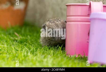 Hedgehog (Nom scientifique : erinaceus Europaeus) . Jeune, sauvage, indigène, hög ou hoglet européen qui se papilonne autour d'un arrosoir rose coloré Banque D'Images