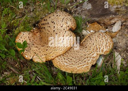 Gros plan d'un champignon basidiomycète, également appelé Polyporus squamosus, selle de Dryad, champignon du dos de Pheasant ou Schuppiger Stielporling Banque D'Images