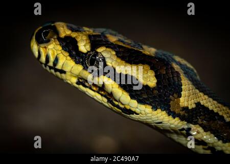 Tapis de jungle python (Morelia spilota cheynei) caché dans l'herbe la nuit. Lac Eacham, Queensland, Australie Banque D'Images