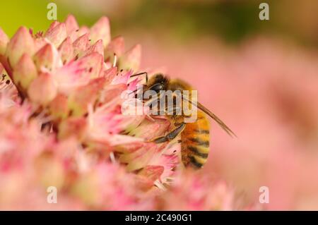 Abeille, APIS mellifera, se nourrir de sedum, Norfolk, août, Royaume-Uni Banque D'Images
