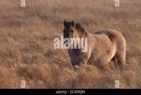 Konik Pony, utilisé en conservation à Redgrave et Lopham Fen, Suffolk Banque D'Images