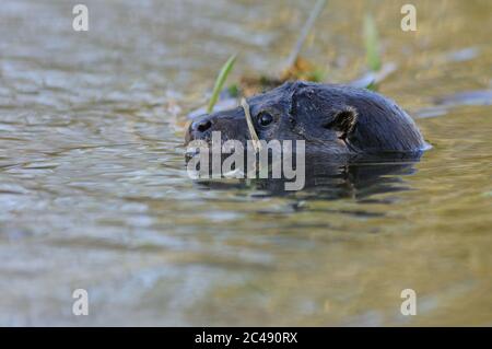 Otter, Lutra lutra, rivière Little Ouse, Suffolk, Norfolk Banque D'Images