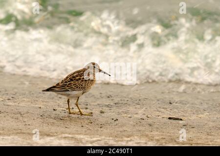Sandpiper pectoral, Calidris melanotos, Covenham Reservoir, Lincolnshire Banque D'Images