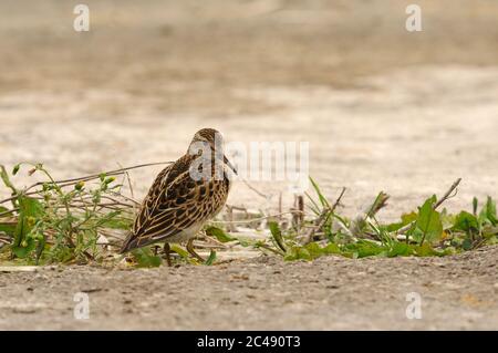 Sandpiper pectoral, Calidris melanotos, Covenham Reservoir, Lincolnshire Banque D'Images