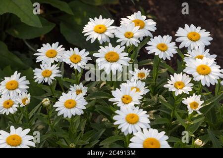 gros plan d'un groupe de fleurs de marguerite blanche Banque D'Images