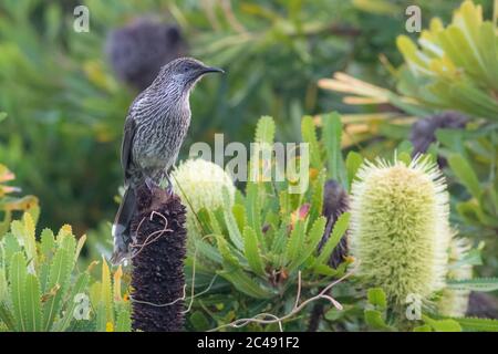 Petit oiseau-puissance (Anthochera chrysoptera). Cabarita Beach, Nouvelle-Galles du Sud, Australie Banque D'Images