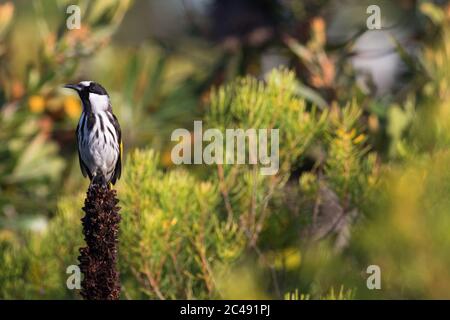 honeyeater à chetée blanche (Phylidonyris niger) sur une pointe de fleur grastrée. Cabarita Beach, Nouvelle-Galles du Sud, Australie Banque D'Images