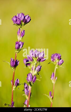 Gros plan de trois épis de fleurs sauvages en grappes (Campanula glomerata) en juin. Région de Kaluga, Russie. Banque D'Images