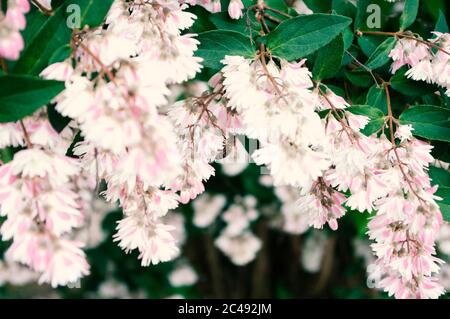 Abeille cueillant du miel de fleurs roses deutzia, heure d'été. Copier l'espace. Banque D'Images