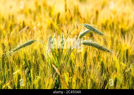 Gros plan d'oreille de blé, plaine de la Limagne, Puy de Dome, Auvergne-Rhône-Alpes, France, Banque D'Images